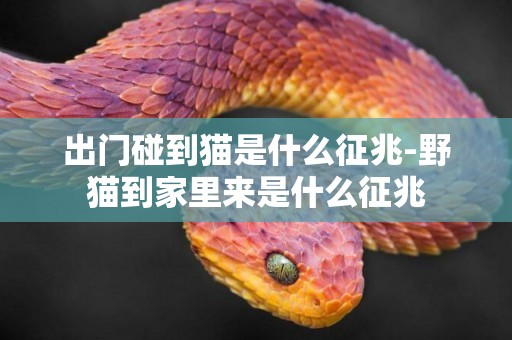 出門碰到貓是什么征兆-野貓到家里來是什么征兆