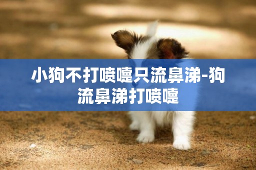 小狗不打噴嚏只流鼻涕-狗流鼻涕打噴嚏
