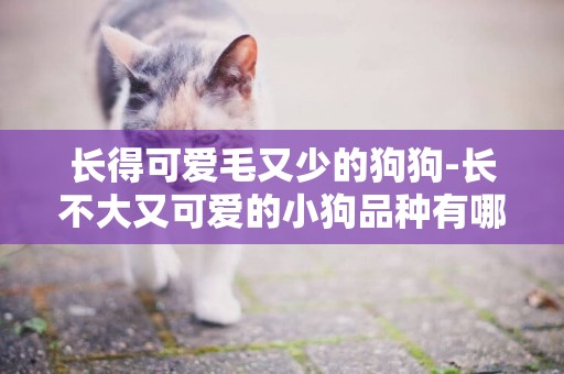 長得可愛毛又少的狗狗-長不大又可愛的小狗品種有哪些
