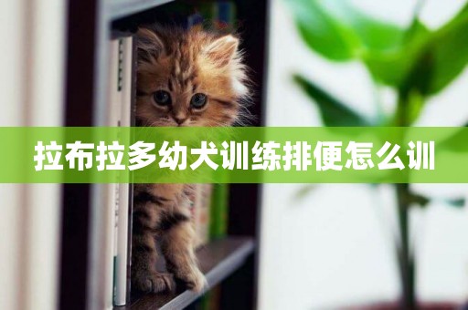 拉布拉多幼犬訓練排便怎么訓