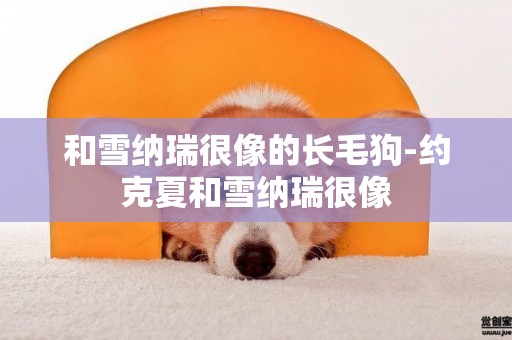 和雪納瑞很像的長毛狗-約克夏和雪納瑞很像
