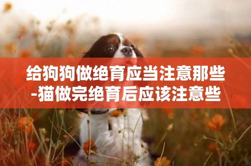 給狗狗做絕育應當注意那些-貓做完絕育后應該注意些什么