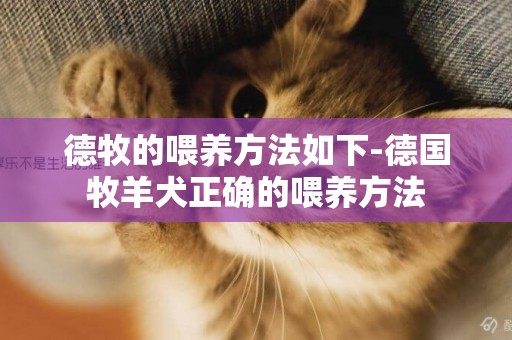 德牧的喂養方法如下-德國牧羊犬正確的喂養方法