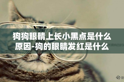 狗狗眼睛上長小黑點是什么原因-狗的眼睛發紅是什么原因
