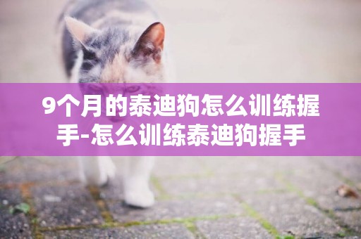 9個月的泰迪狗怎么訓練握手-怎么訓練泰迪狗握手