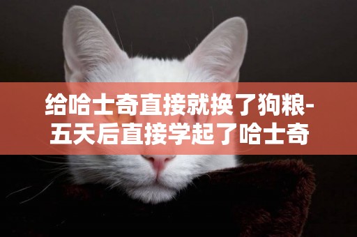 給哈士奇直接就換了狗糧-五天后直接學起了哈士奇