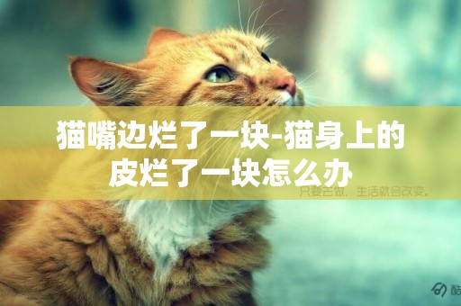 貓嘴邊爛了一塊-貓身上的皮爛了一塊怎么辦