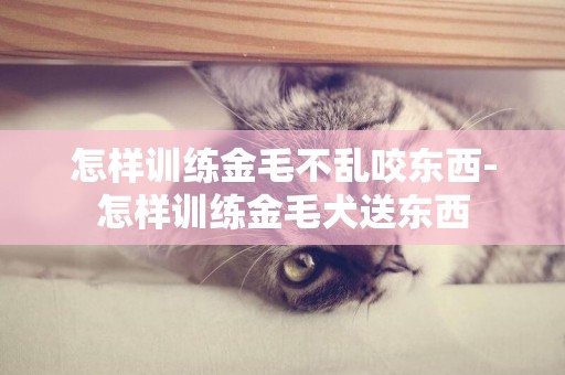 怎樣訓練金毛不亂咬東西-怎樣訓練金毛犬送東西