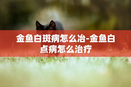 金魚白斑病怎么冶-金魚白點病怎么治療