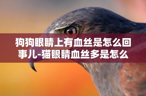 狗狗眼睛上有血絲是怎么回事兒-貓眼睛血絲多是怎么回事兒