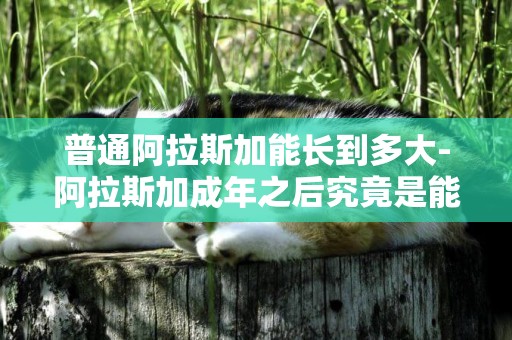 普通阿拉斯加能長到多大-阿拉斯加成年之后究竟是能長到多大