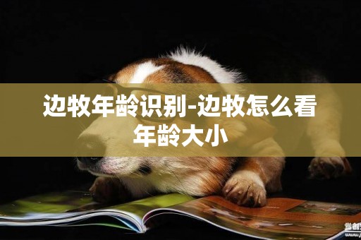 邊牧年齡識別-邊牧怎么看年齡大小