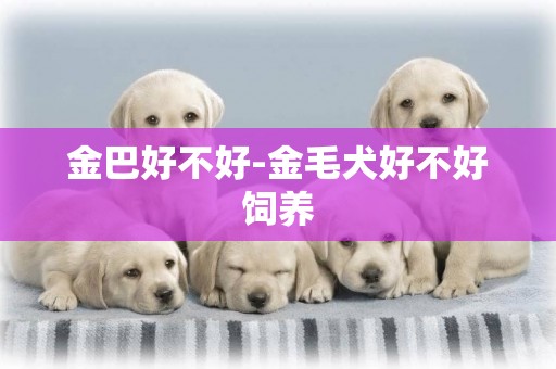 金巴好不好-金毛犬好不好飼養