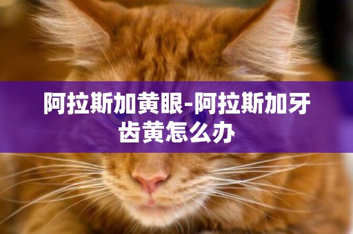 阿拉斯加黃眼-阿拉斯加牙齒黃怎么辦