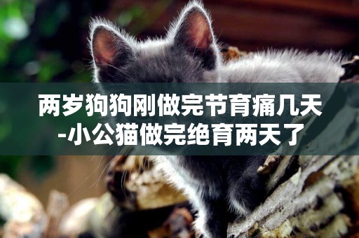 兩歲狗狗剛做完節育痛幾天-小公貓做完絕育兩天了