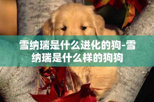 雪納瑞是什么進化的狗-雪納瑞是什么樣的狗狗