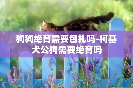 狗狗絕育需要包扎嗎-柯基犬公狗需要絕育嗎