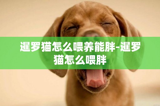 暹羅貓怎么喂養能胖-暹羅貓怎么喂胖