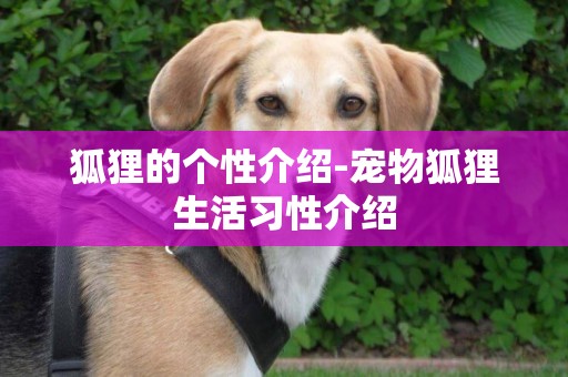 狐貍的個性介紹-寵物狐貍生活習性介紹