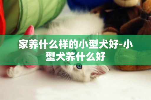 家養什么樣的小型犬好-小型犬養什么好