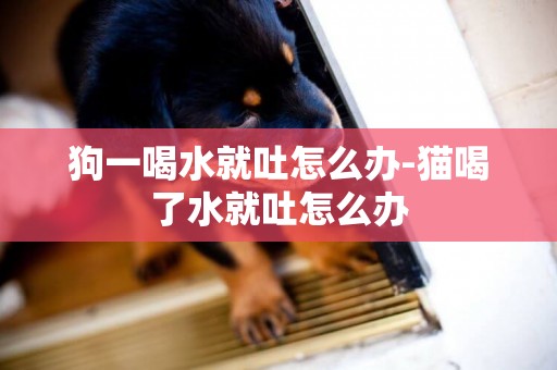 狗一喝水就吐怎么辦-貓喝了水就吐怎么辦