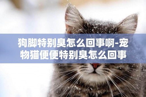 狗腳特別臭怎么回事啊-寵物貓便便特別臭怎么回事