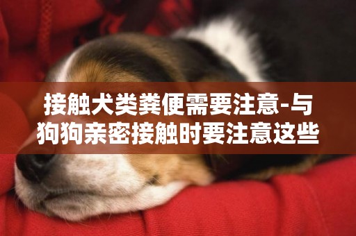 接觸犬類糞便需要注意-與狗狗親密接觸時要注意這些
