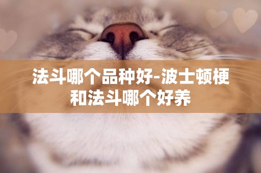 法斗哪個品種好-波士頓梗和法斗哪個好養