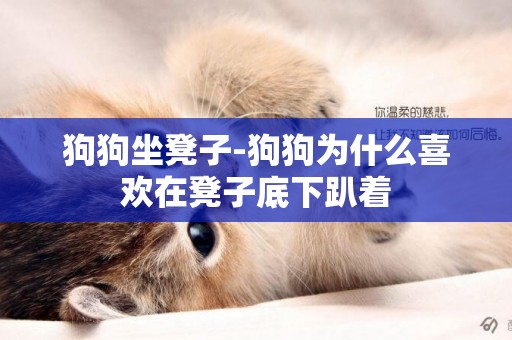 狗狗坐凳子-狗狗為什么喜歡在凳子底下趴著