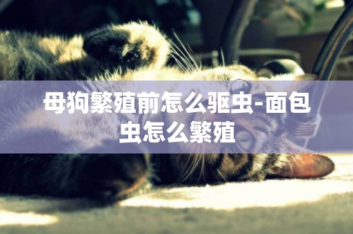 母狗繁殖前怎么驅蟲-面包蟲怎么繁殖