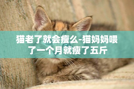 貓老了就會瘦么-貓媽媽喂了一個月就瘦了五斤
