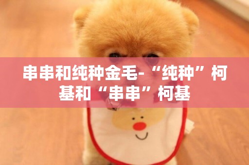 串串和純種金毛-“純種”柯基和“串串”柯基
