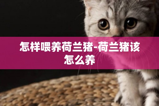怎樣喂養荷蘭豬-荷蘭豬該怎么養