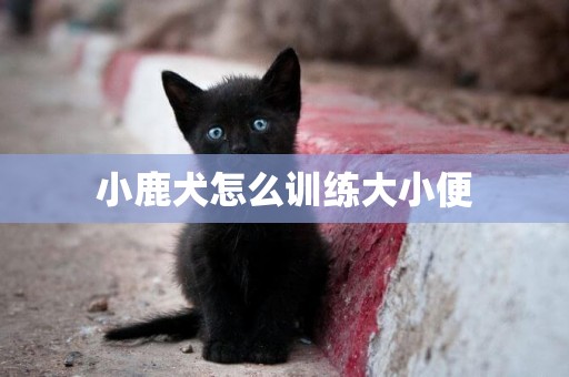 小鹿犬怎么訓練大小便