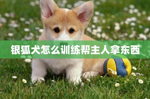 銀狐犬怎么訓練幫主人拿東西