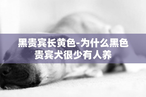 黑貴賓長黃色-為什么黑色貴賓犬很少有人養