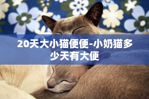 20天大小貓便便-小奶貓多少天有大便