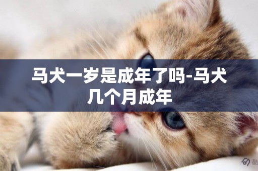 馬犬一歲是成年了嗎-馬犬幾個月成年
