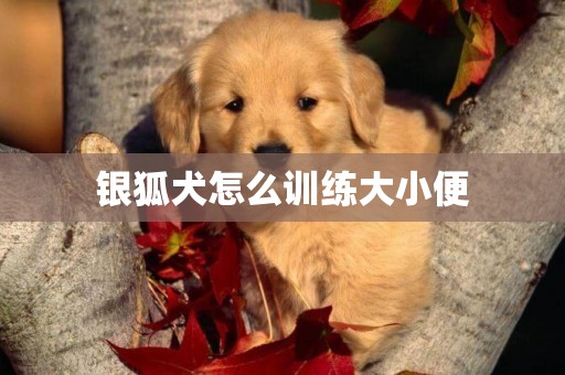 銀狐犬怎么訓練大小便