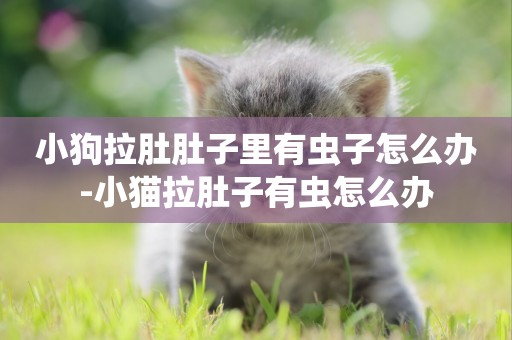 小狗拉肚肚子里有蟲子怎么辦-小貓拉肚子有蟲怎么辦