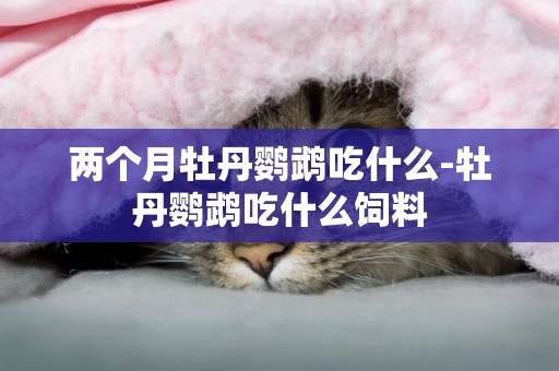 兩個月牡丹鸚鵡吃什么-牡丹鸚鵡吃什么飼料