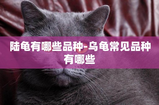 陸龜有哪些品種-烏龜常見品種有哪些