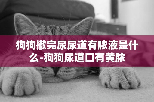 狗狗撒完尿尿道有膿液是什么-狗狗尿道口有黃膿