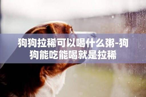 狗狗拉稀可以喝什么粥-狗狗能吃能喝就是拉稀