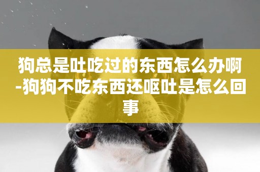 狗總是吐吃過的東西怎么辦啊-狗狗不吃東西還嘔吐是怎么回事