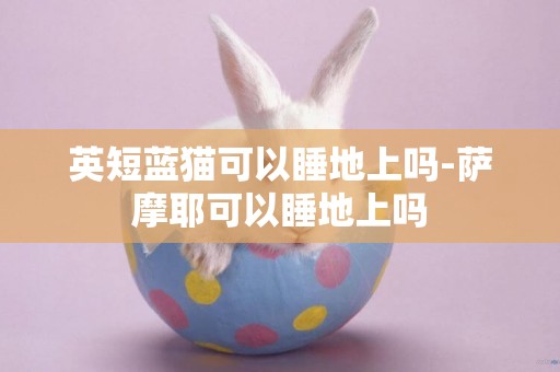 英短藍貓可以睡地上嗎-薩摩耶可以睡地上嗎