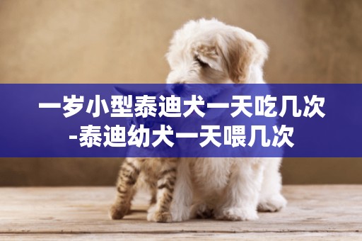 一歲小型泰迪犬一天吃幾次-泰迪幼犬一天喂幾次