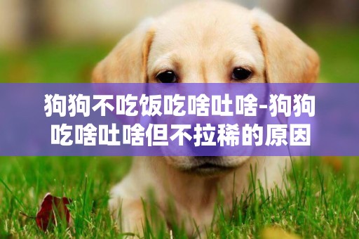 狗狗不吃飯吃啥吐啥-狗狗吃啥吐啥但不拉稀的原因