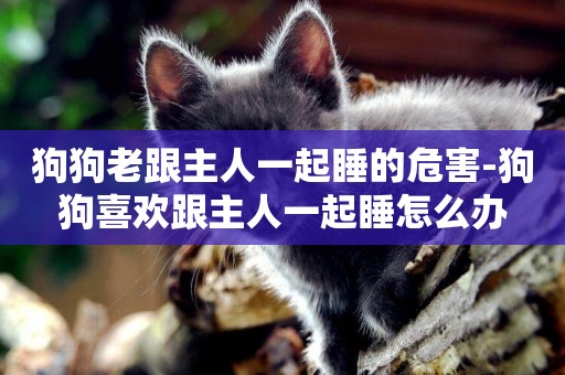 狗狗老跟主人一起睡的危害-狗狗喜歡跟主人一起睡怎么辦
