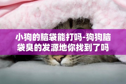 小狗的腦袋能打嗎-狗狗腦袋臭的發源地你找到了嗎